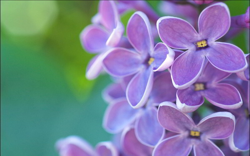 Purple Lilac Flowers — Serene, Spring, Photograph, Green Leaves, Yellow Centers
