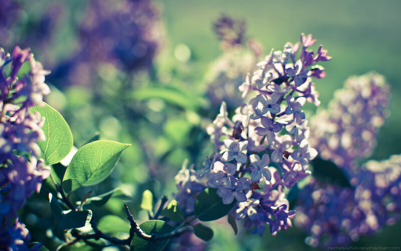 Purple Lilac Flowers — Serene, Spring, Photograph, Leaves, Bloom, Green