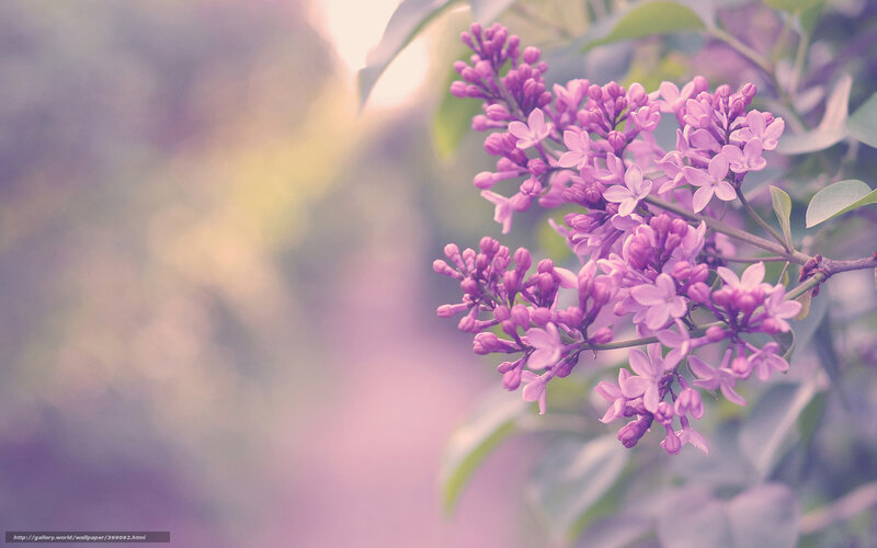 Purple Lilac Flowers — Serene, Spring, Photograph, Leaves, Branch
