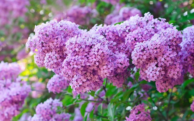 Purple Lilac Flowers — Serene, Spring, Photograph, Leaves, Bush