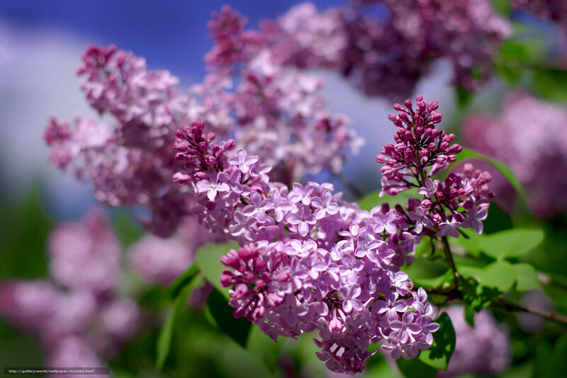 Purple Lilac Flowers — Serene, Spring, Photograph, Leaves, Sky
