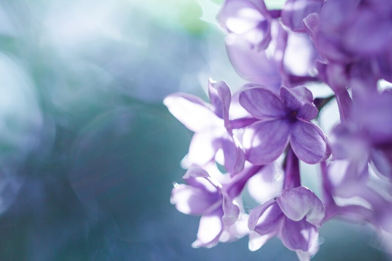 Purple Lilac Flowers — Serene, Spring, Photograph, Light
