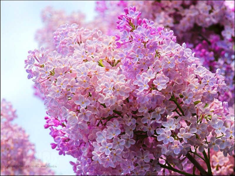 Purple Lilac Flowers — Serene, Spring, Photograph, Sky, Branches