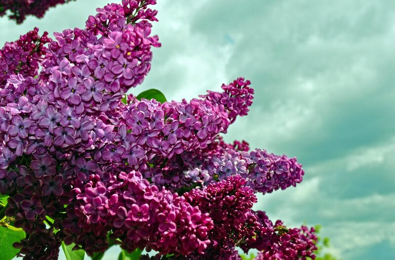 Purple Lilac Flowers — Serene, Spring, Photograph, Sky, Clouds