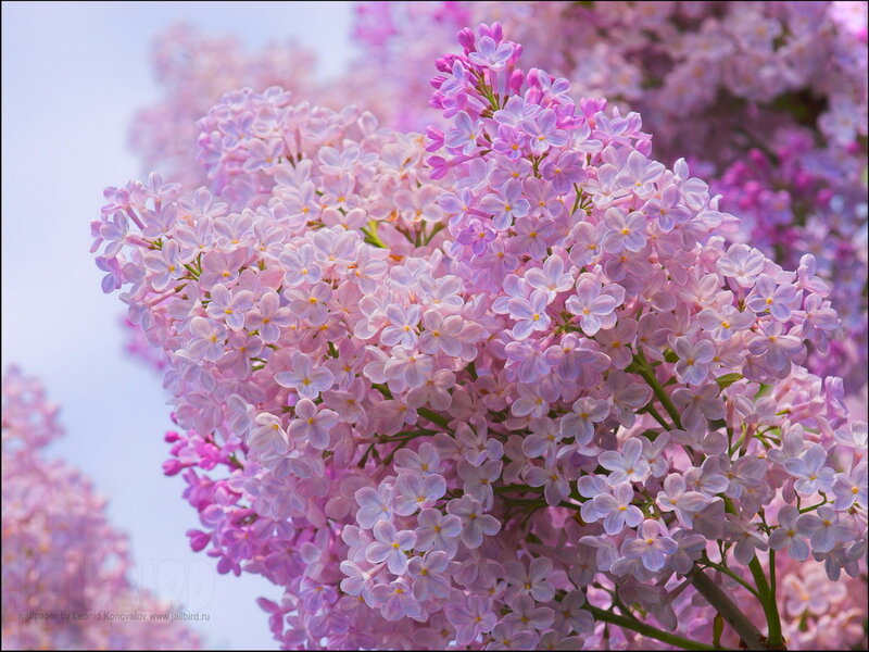 Purple Lilac Flowers — Serene, Spring, Photograph, Sky