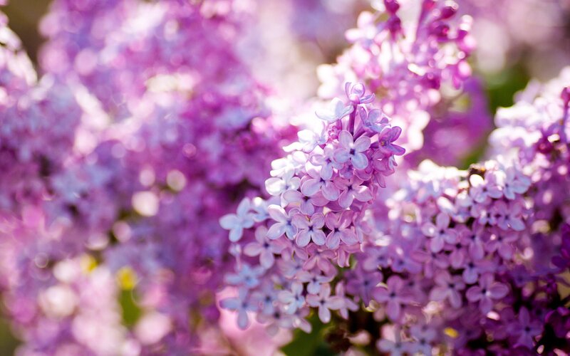 Purple Lilac Flowers — Serene, Spring, Photograph, Sunlight