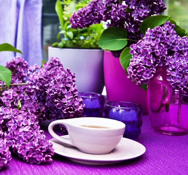 Purple Lilac Flowers — Serene, Spring, Photograph, Tea Cup
