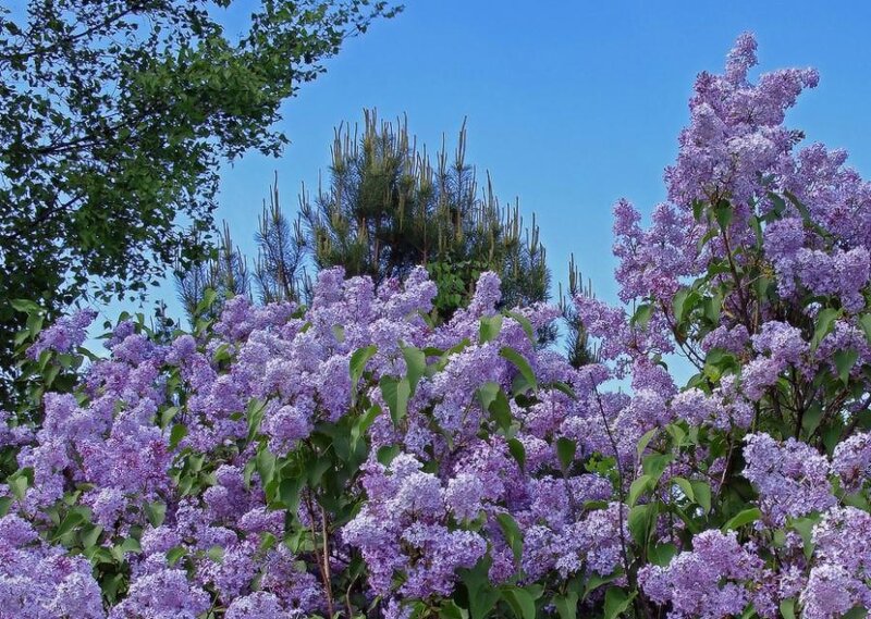 Purple Lilac Flowers — Serene, Spring, Photograph, Trees