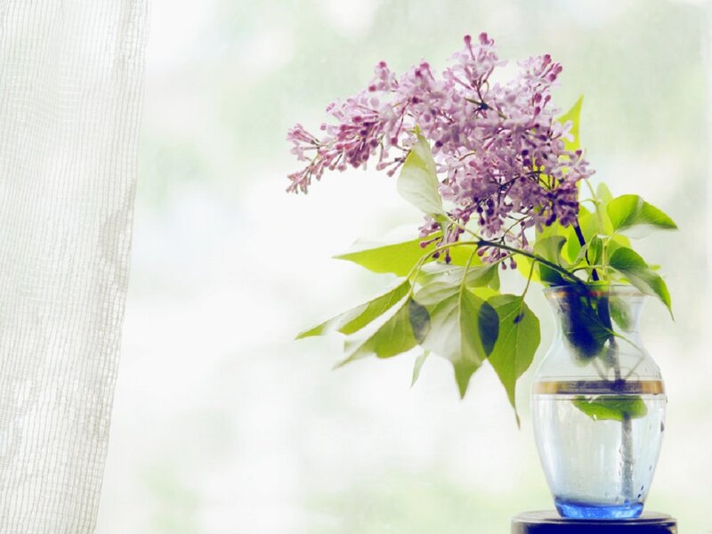 Purple Lilac Flowers — Serene, Spring, Photograph, Vase, Window