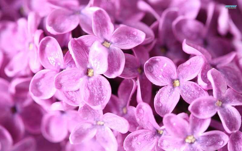 Purple Lilac Flowers — Serene, Spring, Photograph, Water Droplets, Bloom