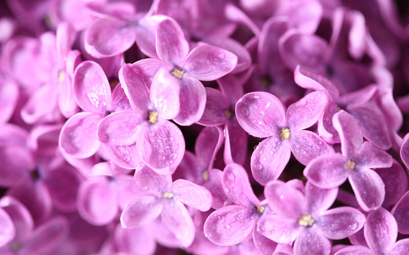 Purple Lilac Flowers — Serene, Spring, Photograph, Water Droplets