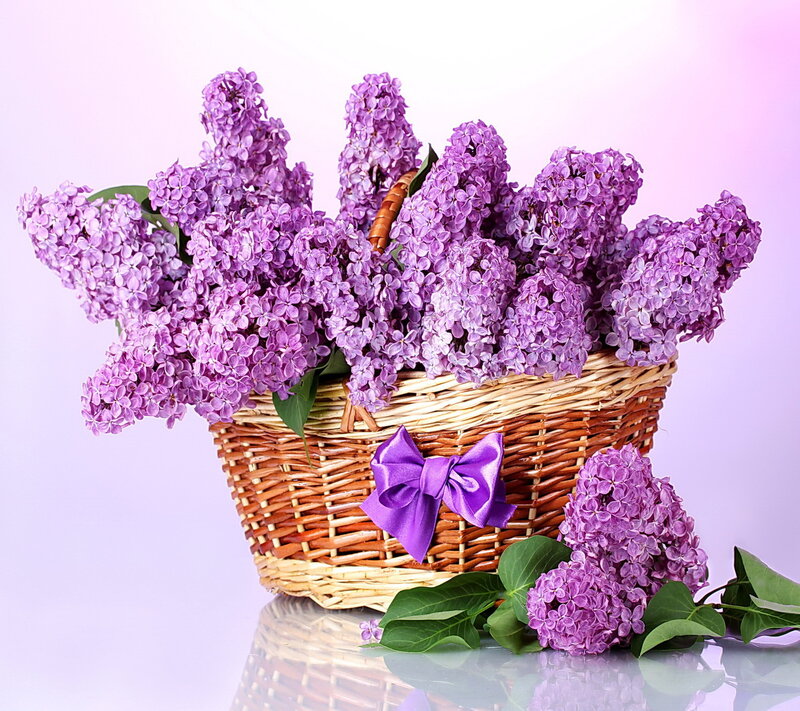Purple Lilac Flowers — Serene, Spring, Photograph, Wicker Basket, Satin Bow