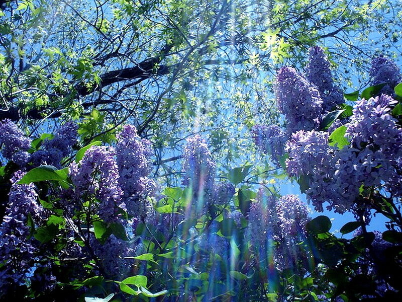Purple Lilac Flowers — Serene, Spring
