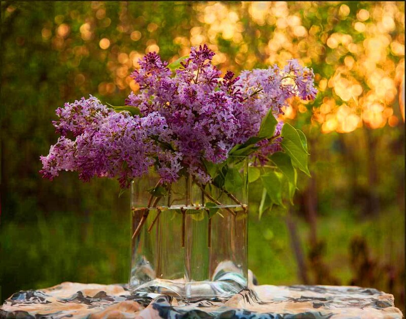 Purple Lilac Flowers — Serene, Sunset, Photograph
