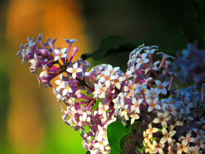Purple Lilac Flowers — Serene, Sunset