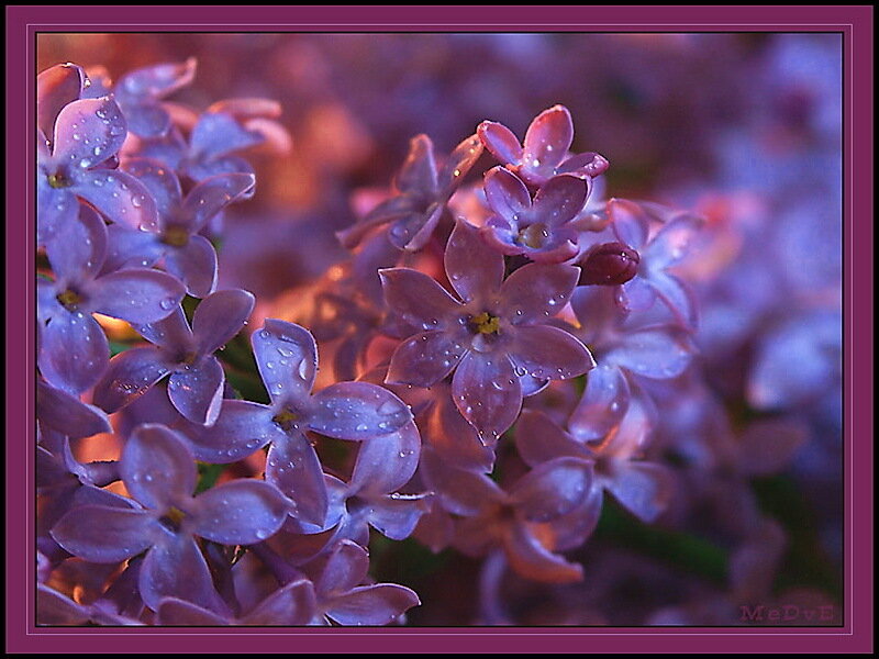 Purple Lilac Flowers — Serene