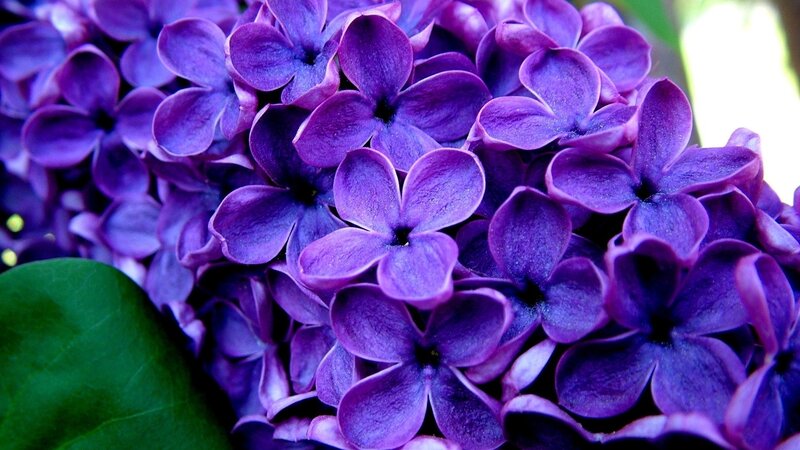 Purple Lilac Flowers — Spring, Green Leaf