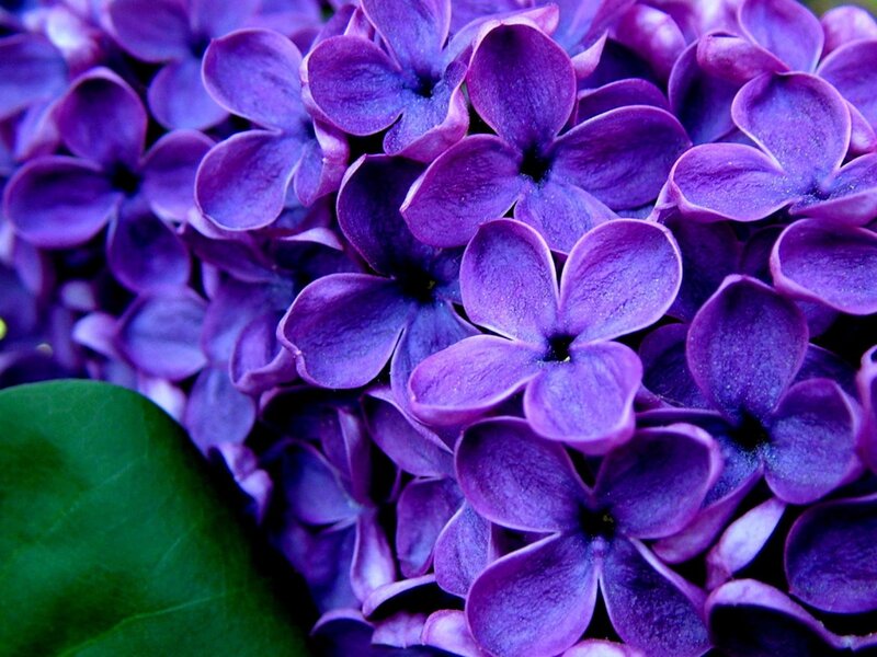 Purple Lilac Flowers — Spring, Green