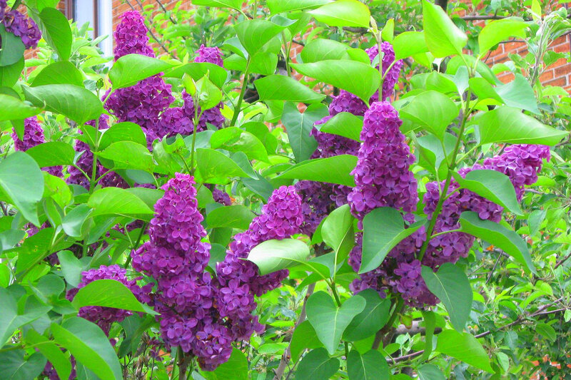 Purple Lilac Flowers — Vibrant, Spring