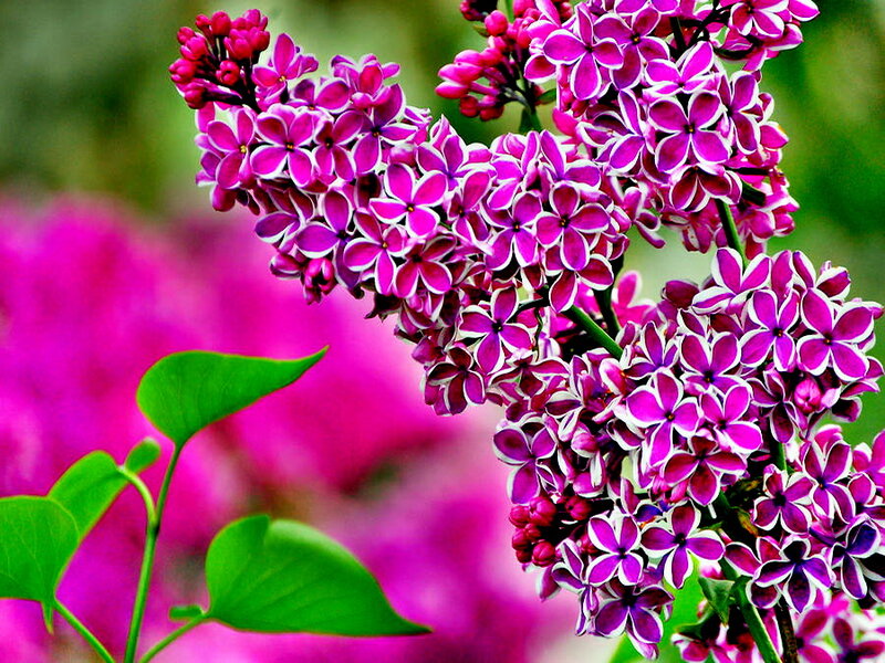 Purple Lilac Flowers — Vibrant