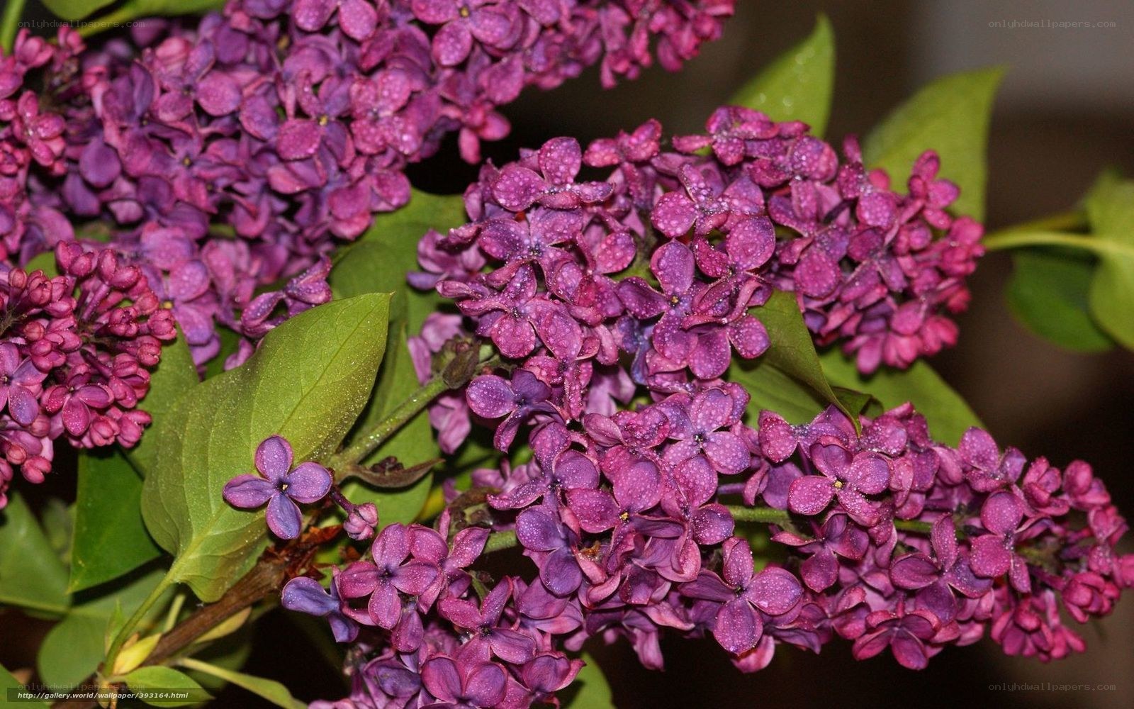 Purple lilac flowers with dew