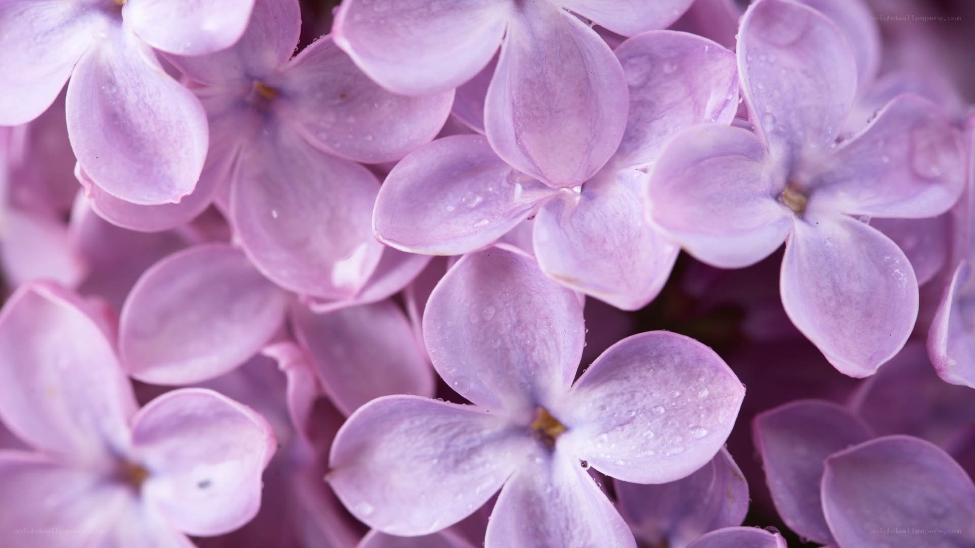 purple lilac flowers with dew