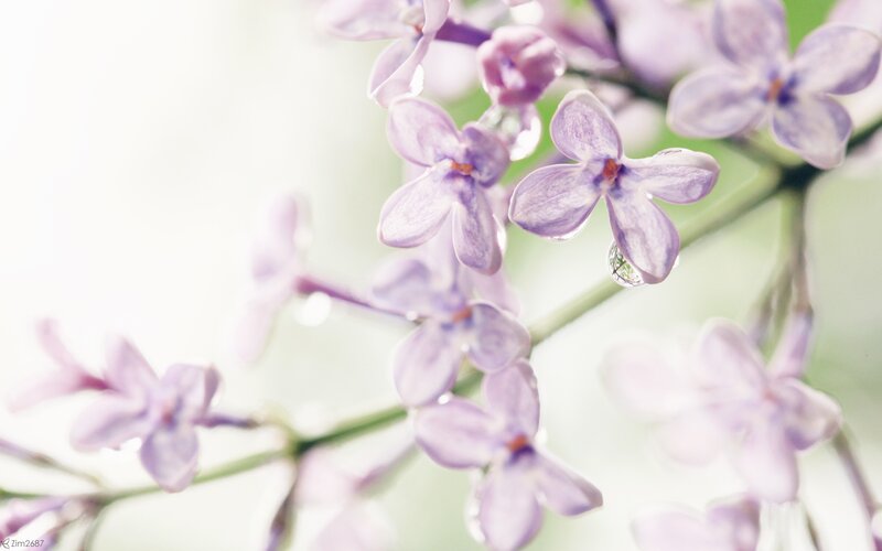 purple lilac flowers with dew