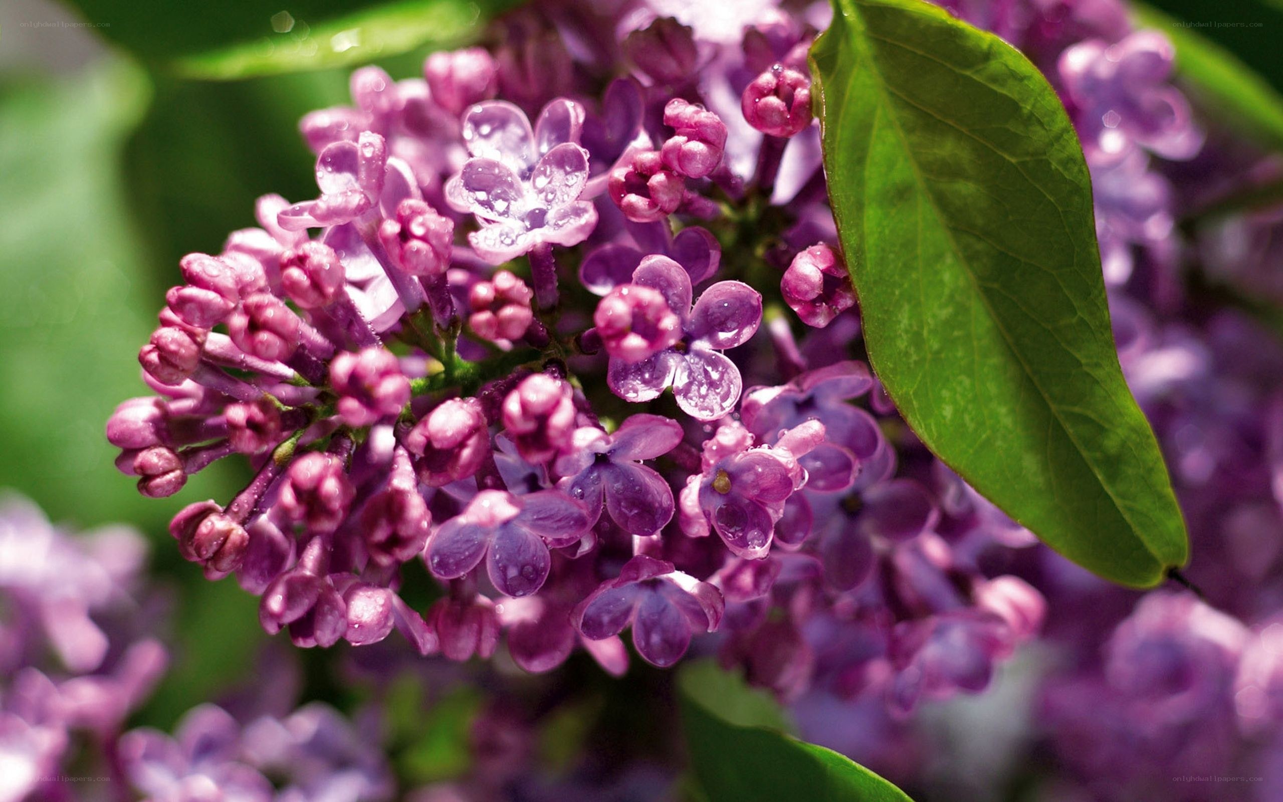 purple lilac flowers with dew