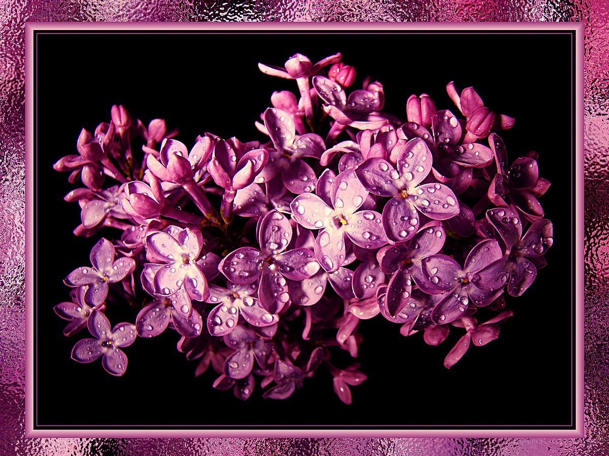 Purple lilac flowers with dew