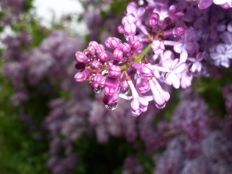 Purple lilac flowers with dew