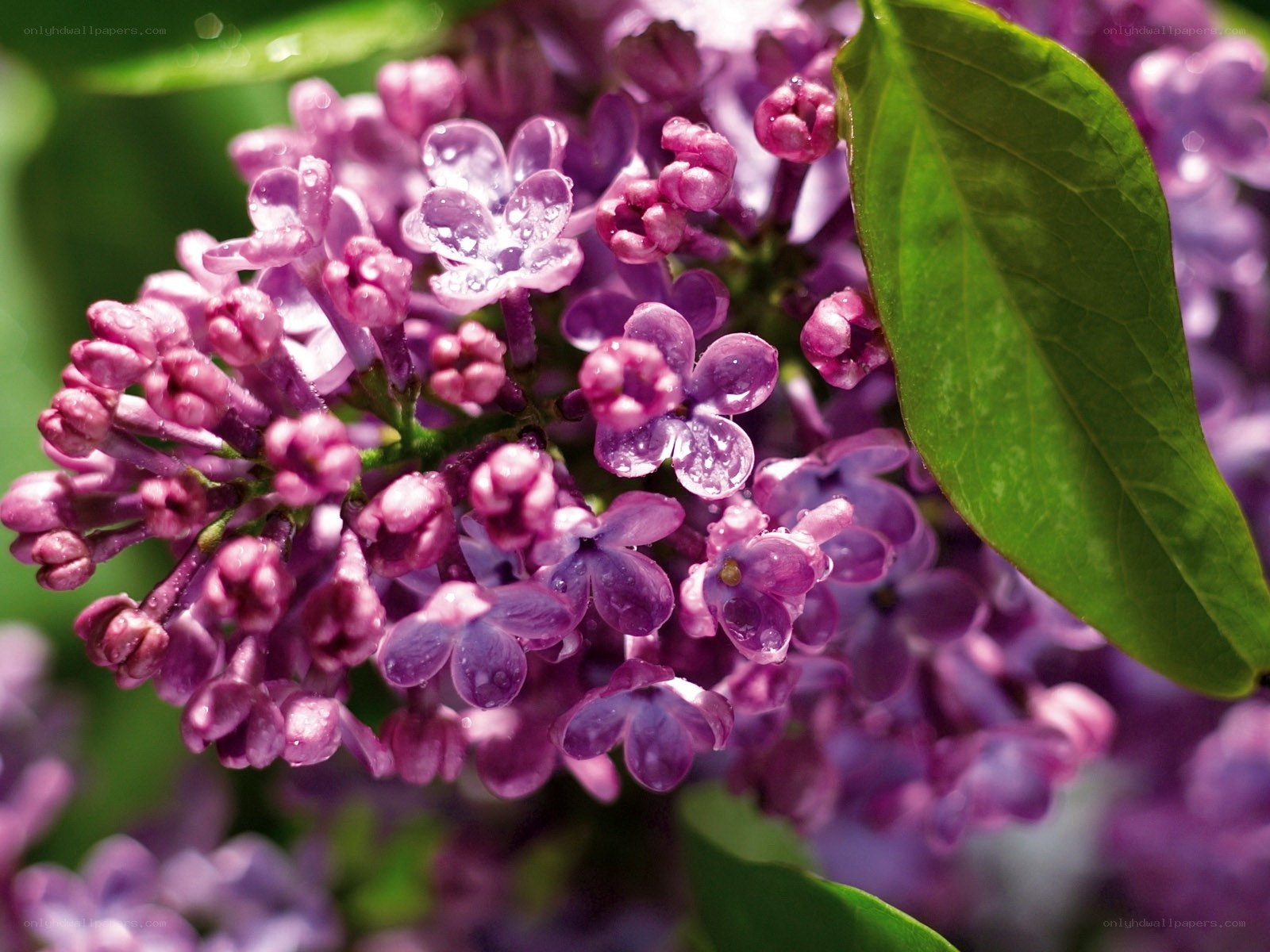 Purple lilac flowers with dew