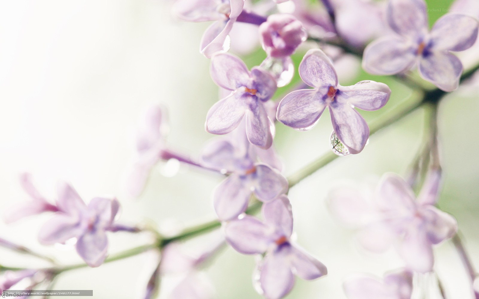 purple lilac flowers with dew