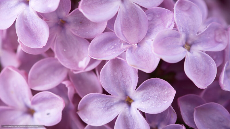 purple lilac flowers with dew