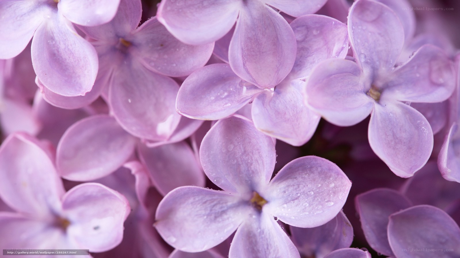 purple lilac flowers with dew