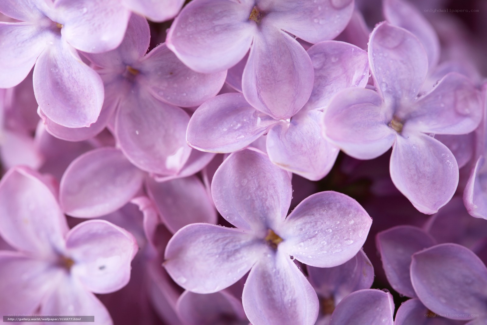 Purple lilac flowers with dew