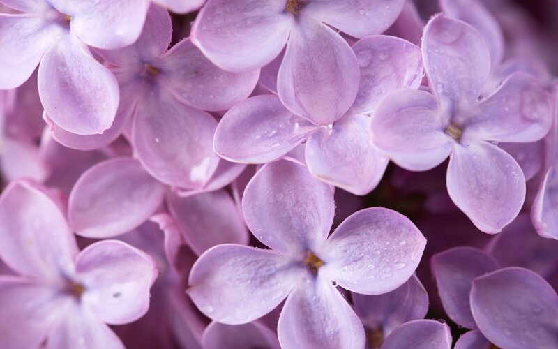 purple lilac flowers with dew