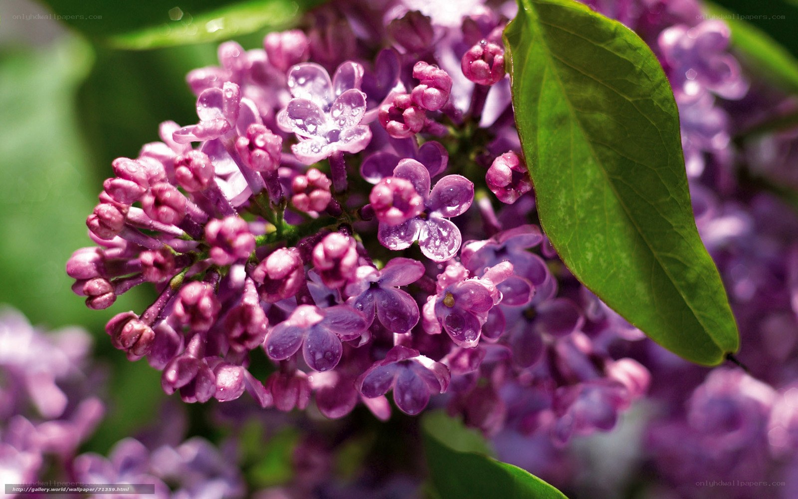 Purple lilac flowers with dew