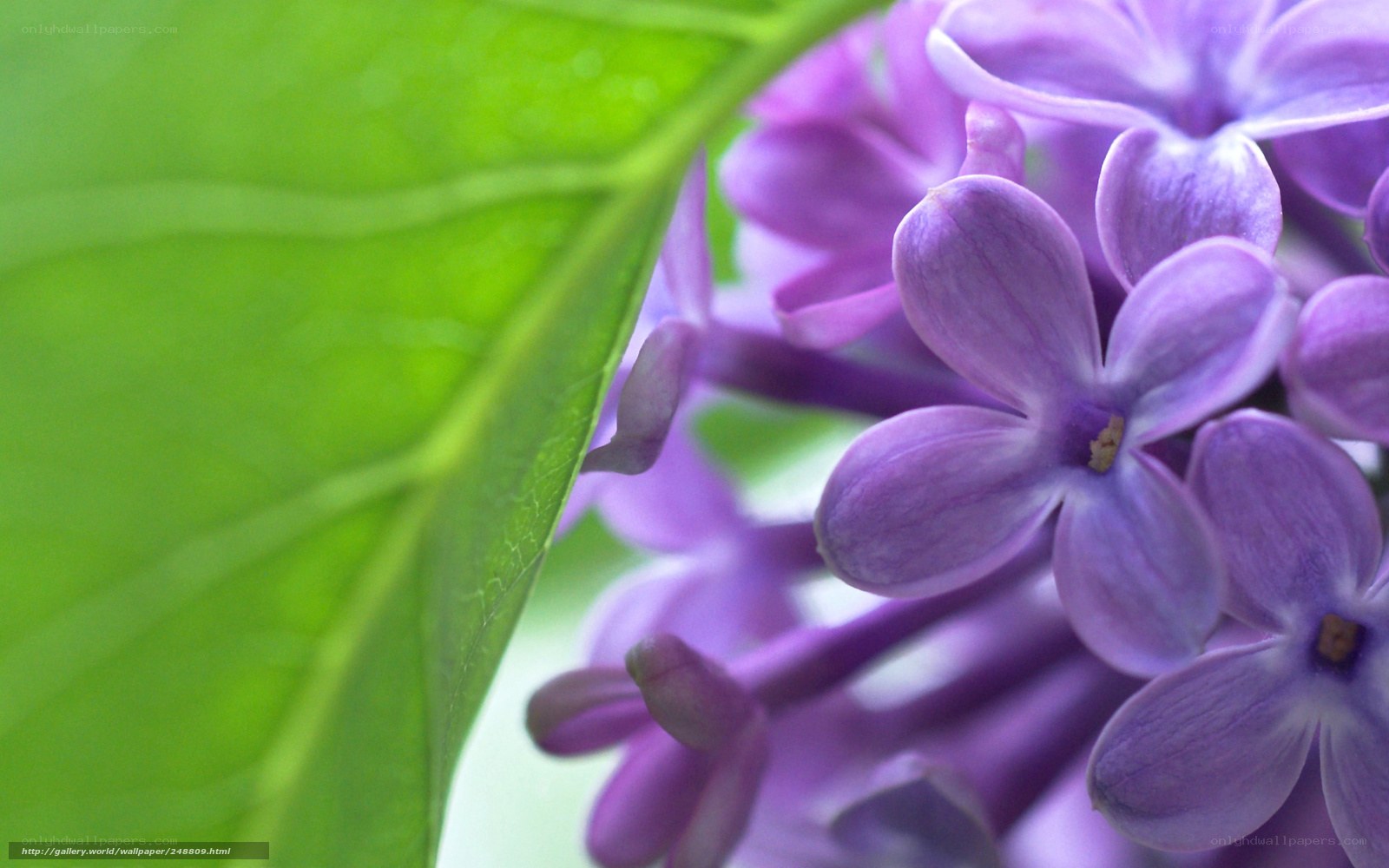 Purple lilac flowers with green leaf