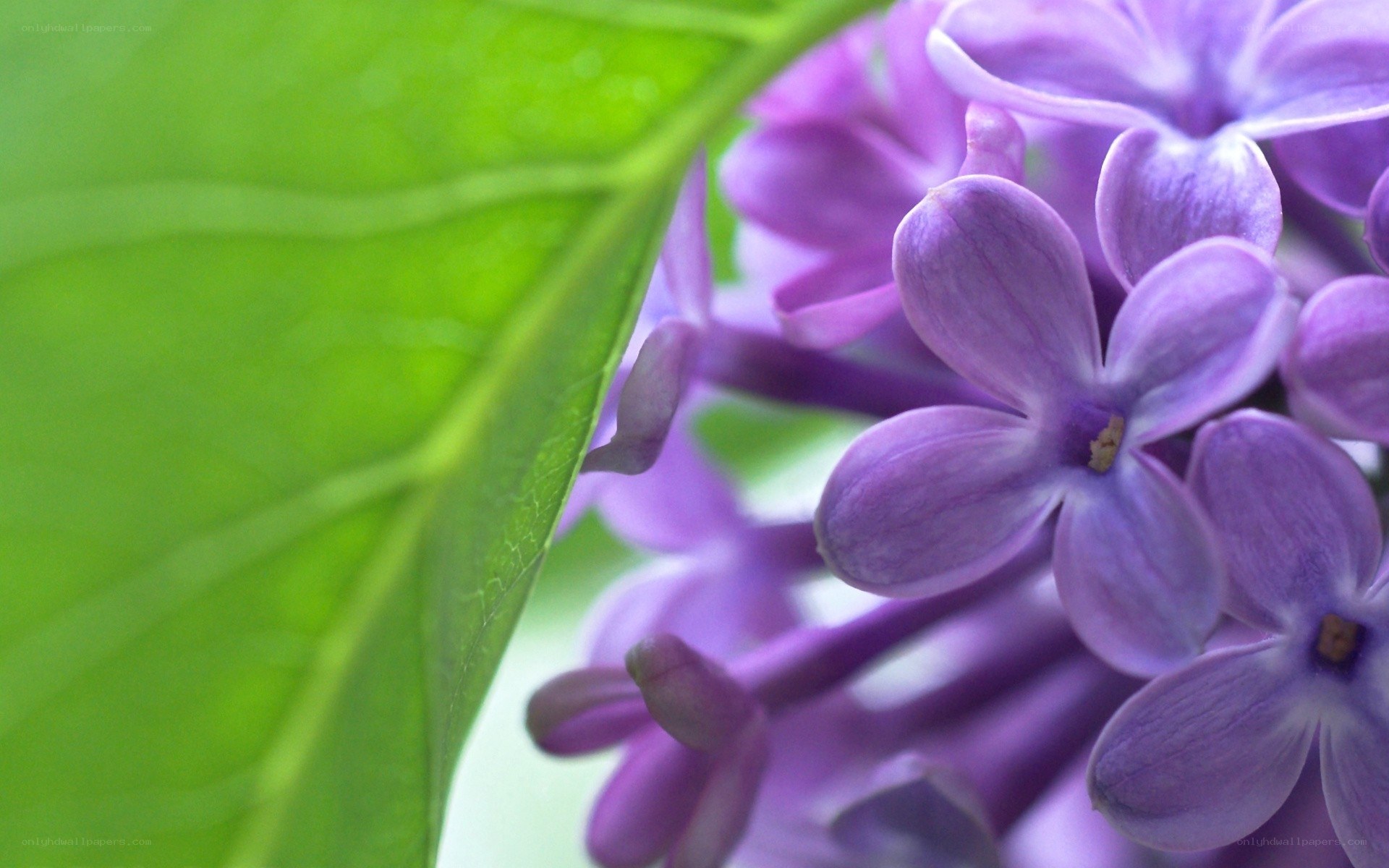 Purple lilac flowers with green leaf