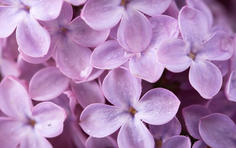 purple lilac flowers with water droplets
