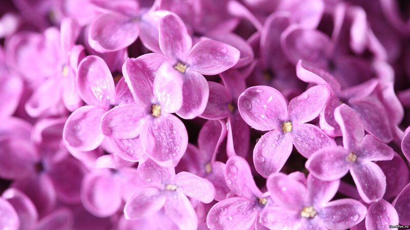 purple lilac flowers with water droplets