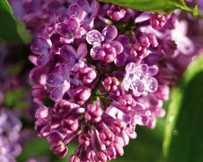 purple lilac flowers with water droplets