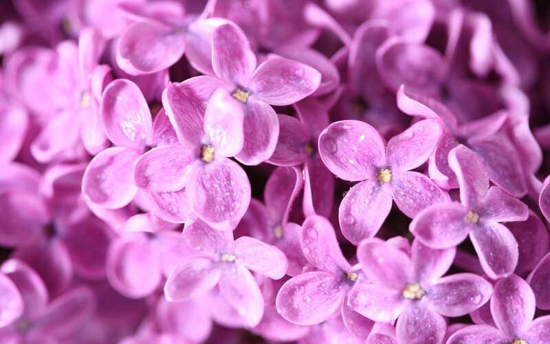 purple lilac flowers with water droplets