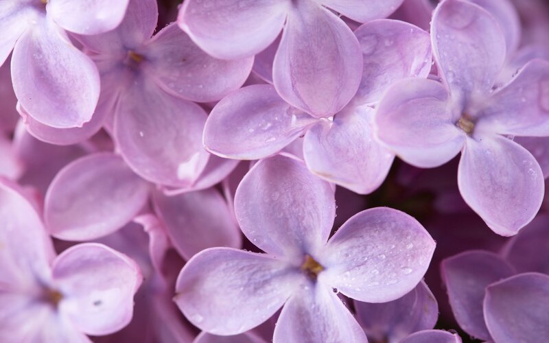 purple lilac flowers with water droplets