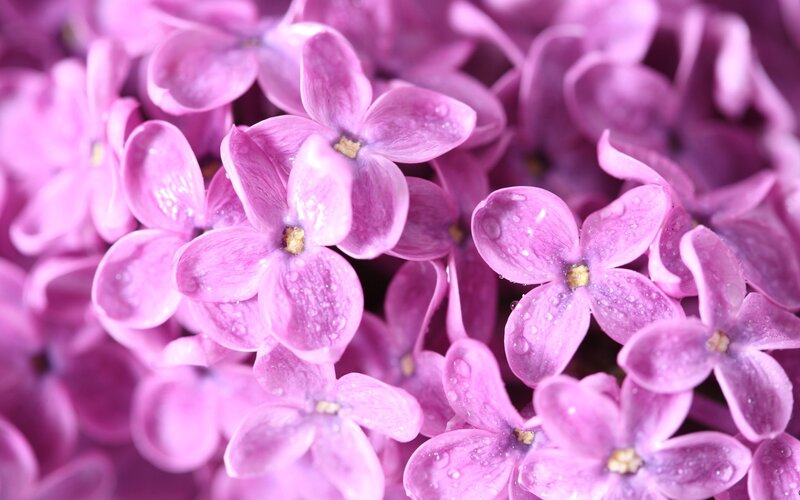 purple lilac flowers with water droplets