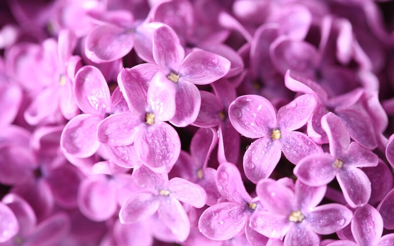 purple lilac flowers with water droplets