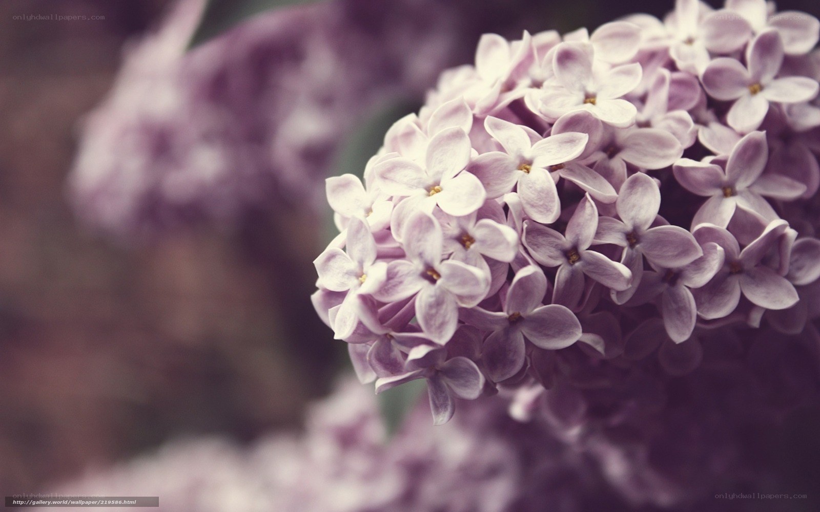 purple lilac flowers