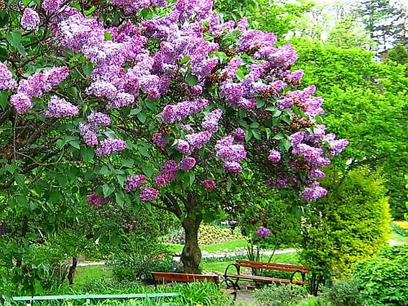 Purple Lilac Tree