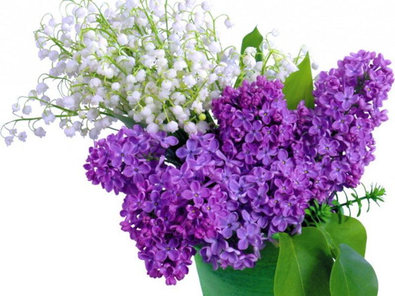 Purple Lilacs and Lily of the Valley — Calm, Spring