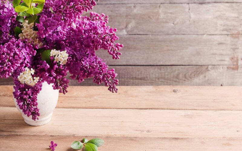 purple lilacs in a white vase